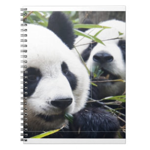 Panda Bear Hugs Notebook