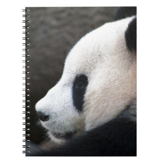 Panda Bear Hugs Notebook (Front)