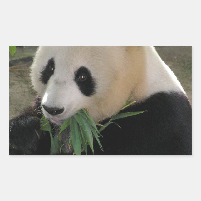 Panda Bear Hugs Rectangular Sticker (Front)