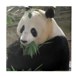 Panda Bear Hugs Tile