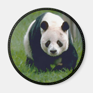 Panda Bear Magnet