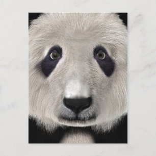 Panda Bear Postcard