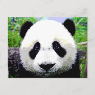 Panda Bear Postcard