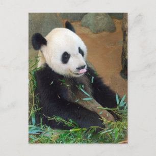 Panda Bear Postcard