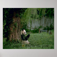 Panda bear poster print