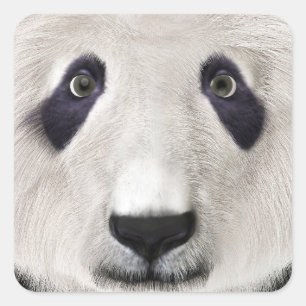 Panda Bear Square Sticker