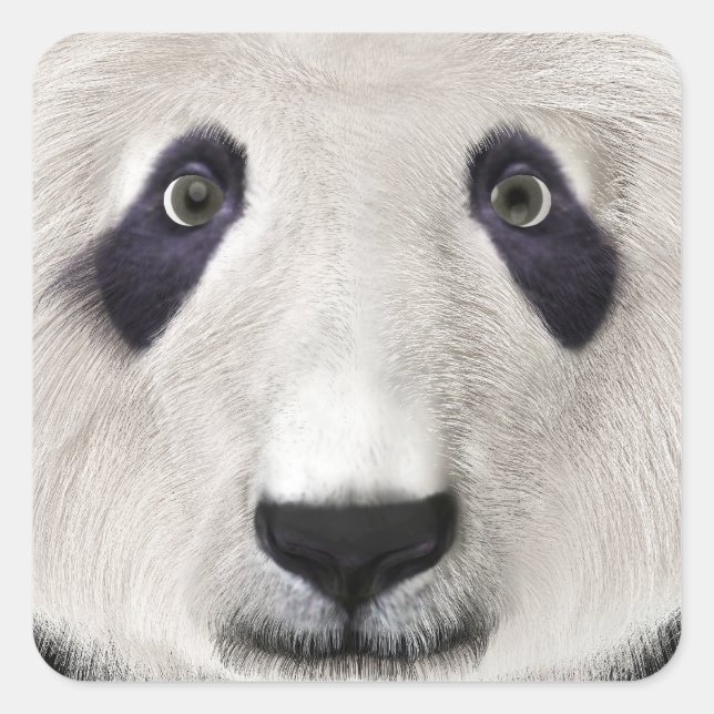 Panda Bear Square Sticker (Front)