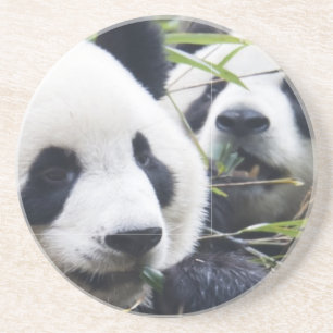 Panda Bears Coaster