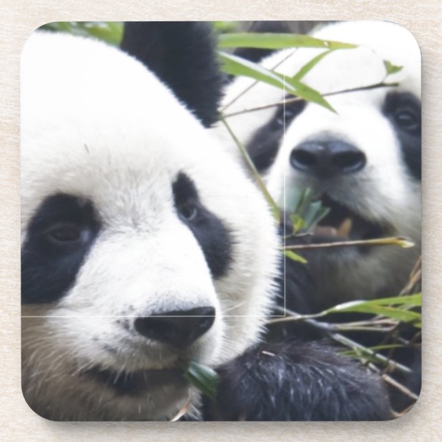 Panda Bears Coaster (Front)