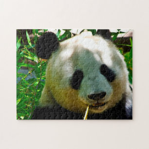 Panda Bears. Jigsaw Puzzle
