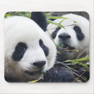 Panda Bears Mouse Pad
