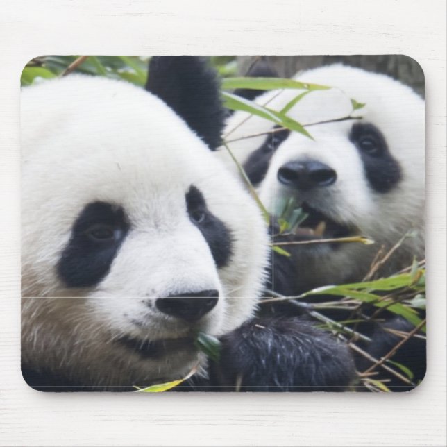 Panda Bears Mouse Pad (Front)