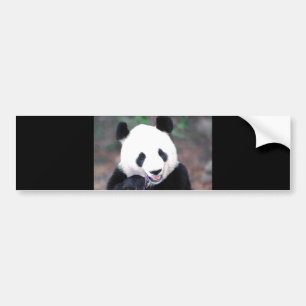 Panda Bumper Sticker