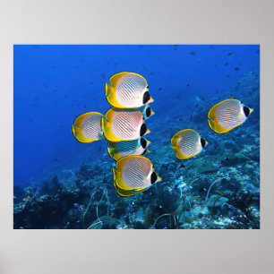 Panda Butterflyfish Poster