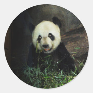 Panda Classic Round Sticker