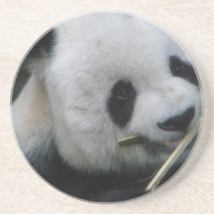 Panda Coaster