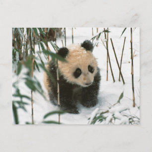 Panda cub on snow, Wolong, Sichuan, China 2 Postcard