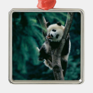 Panda cub on tree, Wolong, Sichuan, China Metal Ornament