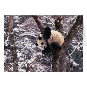 Panda cub playing on tree covered with snow,