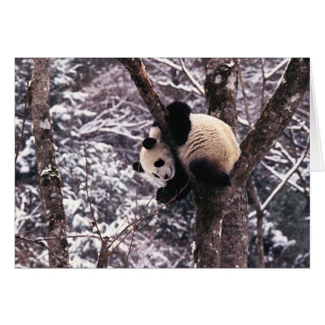 Panda cub playing on tree covered with snow, (Front Horizontal)