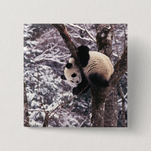 Panda cub playing on tree covered with snow, 15 cm square badge