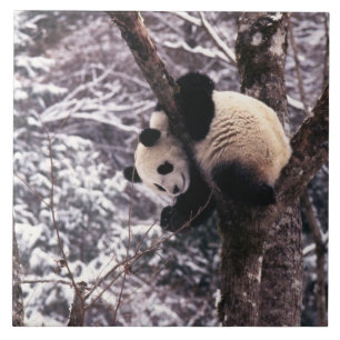 Panda cub playing on tree covered with snow, ceramic tile