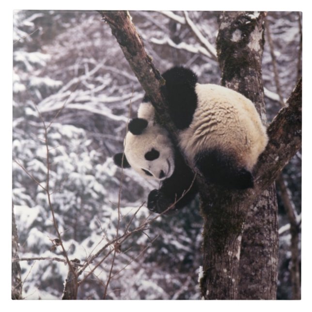 Panda cub playing on tree covered with snow, ceramic tile (Front)