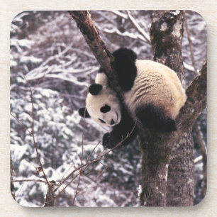 Panda cub playing on tree covered with snow, coaster
