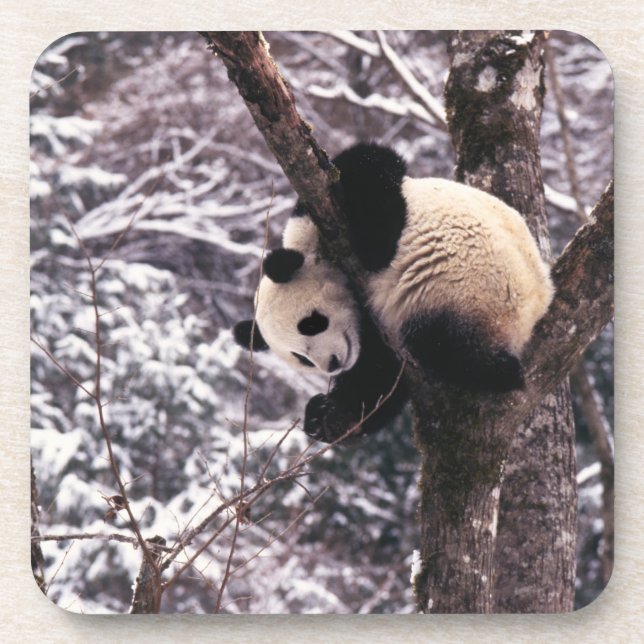 Panda cub playing on tree covered with snow, coaster (Front)