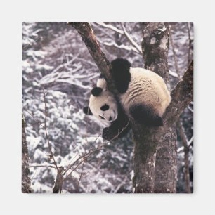 Panda cub playing on tree covered with snow, magnet