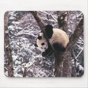 Panda cub playing on tree covered with snow, mouse pad