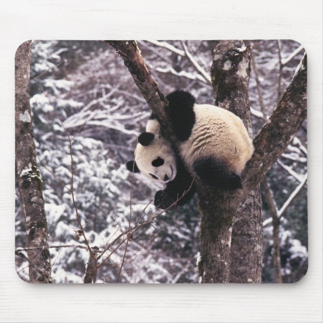 Panda cub playing on tree covered with snow, mouse pad (Front)