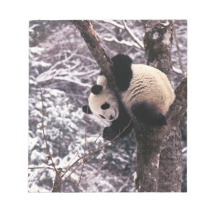 Panda cub playing on tree covered with snow, notepad