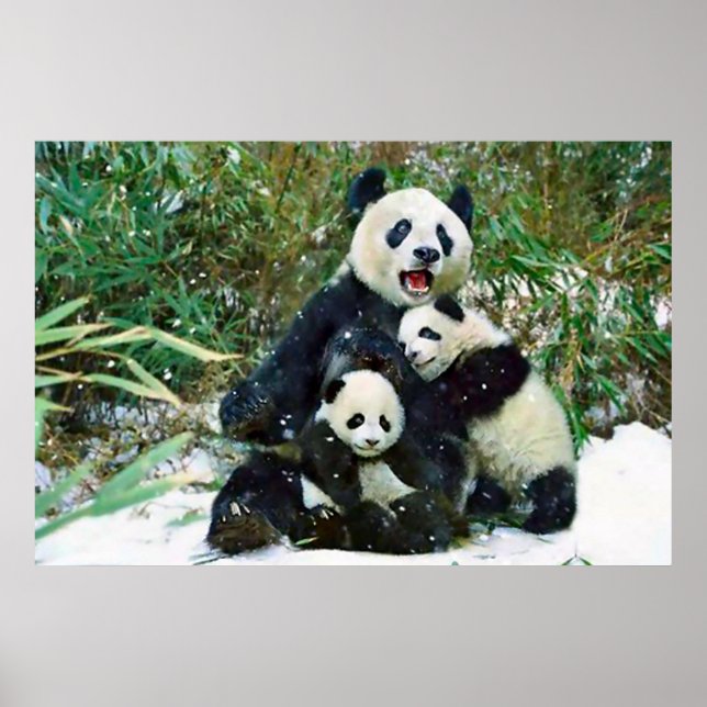 Panda cubs poster (Front)