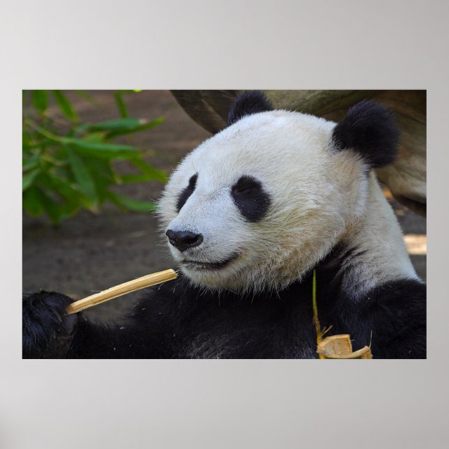 Panda eating bamboo tree poster (Front)