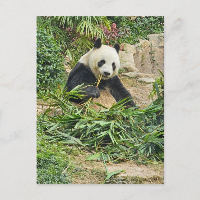 Panda eating bamboo view postcard (Front)