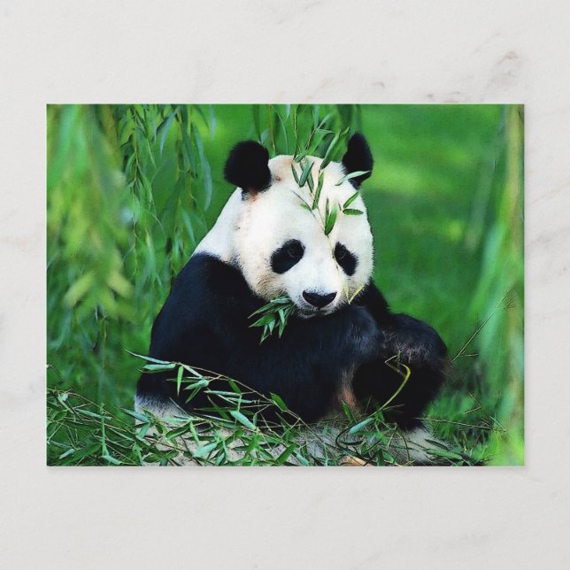 Panda Eating Leaves Postcard (Front)