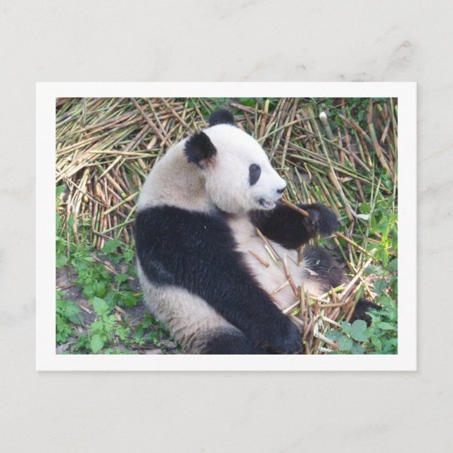 Panda Eating Postcard (Front)