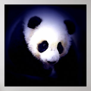 Panda Face Poster - Panda Posters Prints