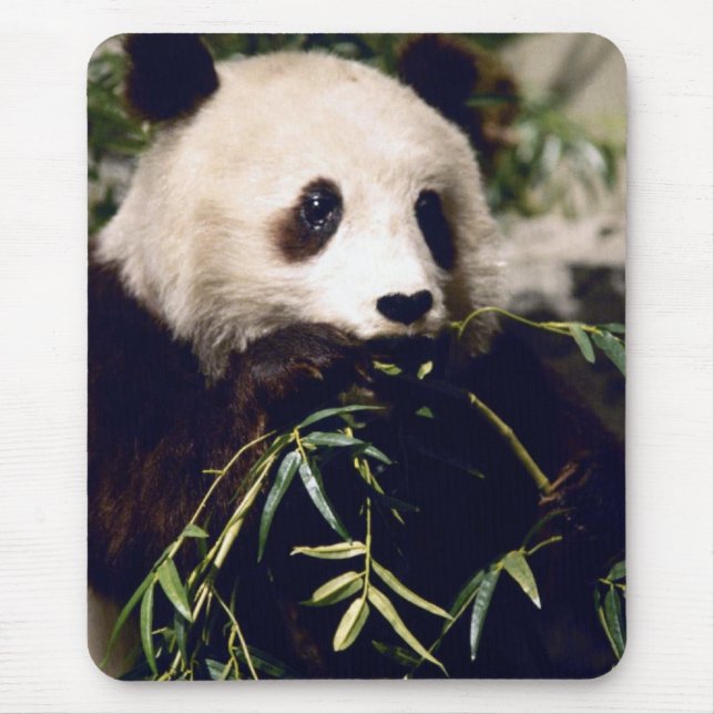Panda having a bit of lunch.  Mousepad (Front)