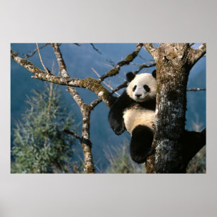 Panda In a tree poster 3