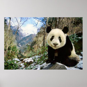 Panda in the mountain poster