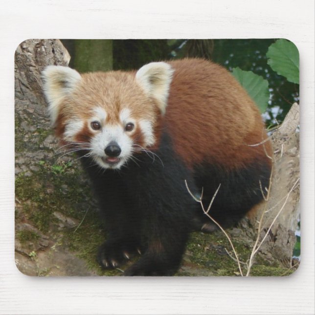 Panda Mouse Pad (Front)