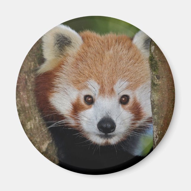 Panda Portrait Magnet (Front)