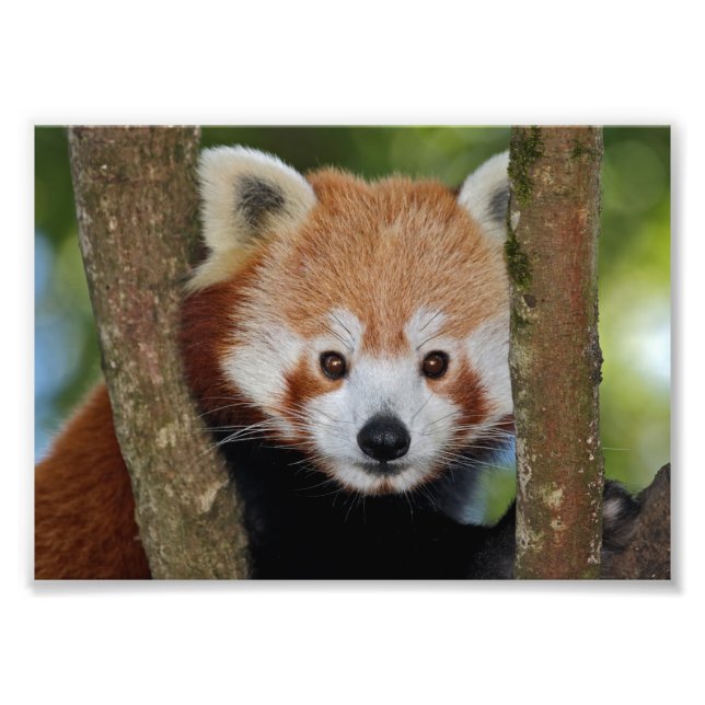 Panda Portrait Print (Front)
