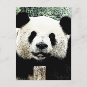 Panda Postcard