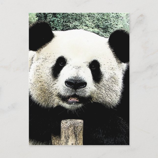 Panda Postcard (Front)