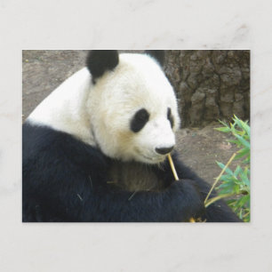 Panda Postcard