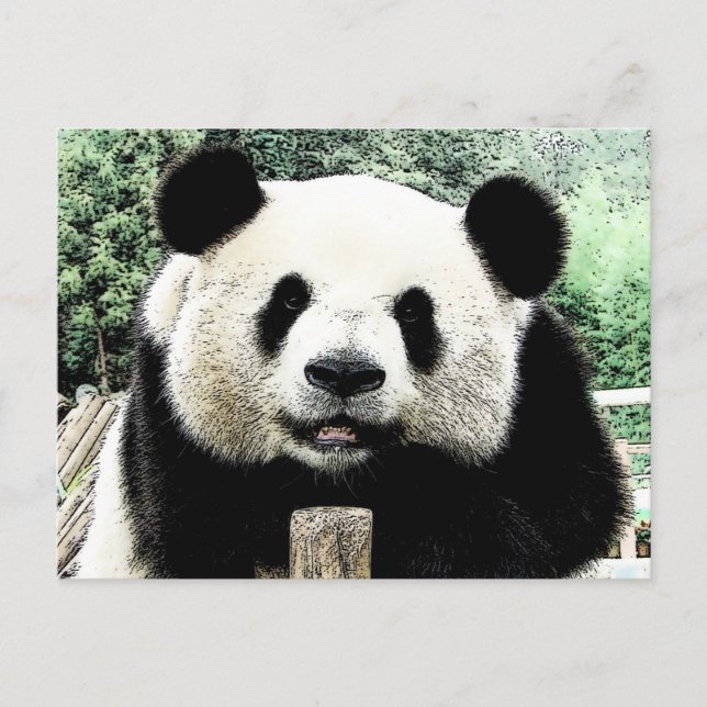 Panda Postcard (Front)