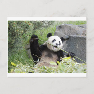 Panda Postcard